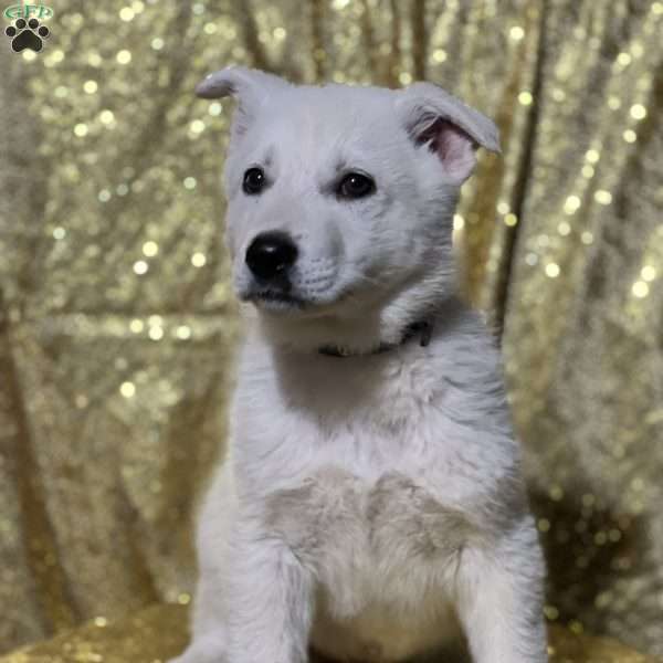 Simon, German Shepherd Puppy